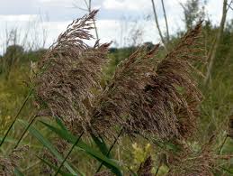 Image result for Panicum phragmitoides