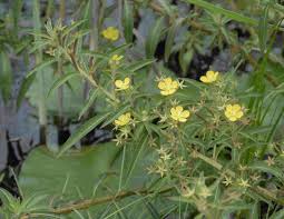 Image result for Ludwigia leptocarpa