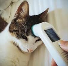 Sebagai contoh yaitu kucing yang mengalami panas atau demam. Pethealth Advisor At Pencinta Haiwan Cara Merawat Kucing Demam Assalamualaikum Dan Salam Sejahtera Hari Ni Saya Nak Kongsikan Pula Cara Merawat Kucing Demam Sama Juga Pada Anjing Untuk Sebarang Pertanyaan Berkaitan