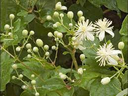 Like english ivy, it is one of the largest invasive species threat to trees • blankets shrubs and trees, eventually causing them to. Clematis Vitalba Profile California Invasive Plant Council