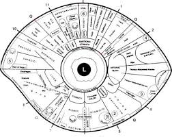 free iridology eye chart downloads large iridology chart