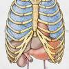 Muscles and tendons information center pictures. 1