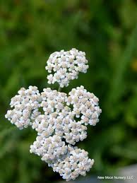 Image result for Achillea millefolium