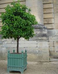 Gardens of versailles, the authentic versailles orangerie garden planter boxes made by jardinier du roi. Diy Versailles Case Planter Box Planters Planter Boxes Tree Planters