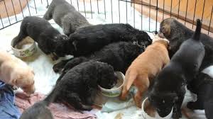 The aspca's wonderful adoptable dogs and cats are waiting for you right now! Vancouver News Local Breaking Ctv News Vancouver