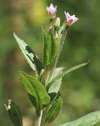 Image result for Epilobium salignum
