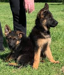 Improving upon the german shepherd breed with each generation. German Shepherd Puppies For Sale Texas Craigslist Pets Lovers
