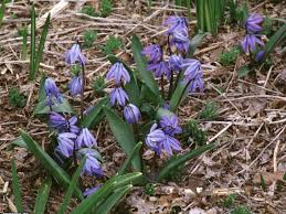 We ship to the us & canada from our test gardens in nw connecticut. 18 Favorite Bulb Flowers For Year Round Color Hgtv