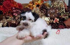 Check spelling or type a new query. Miniature Schnauzer Puppies For Sale Mcallen Tx 67157
