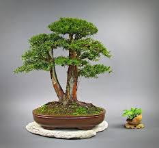 European Yew Taxus Baccata This Is One Of The First Taxus As A Bonsai That I Ve Truly Enjoyed Looking At I M Not A Fan Of Indoor Bonsai Bonsai Bonsai Plants