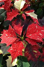 There Are Many Nontraditional Types Of Poinsettias This Is White Glitter Which Is Red Flecked With White Poinsettia Plant Poinsettia Plants