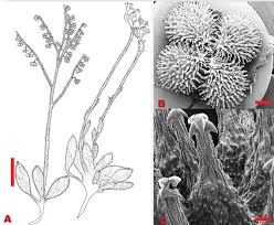 Image result for Cynoglossum coeruleum