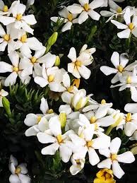 This heat loving evergreen shrub with intensely fragrant. Frost Proof Gardenia For Sale Online The Tree Center