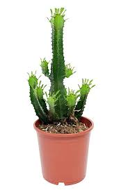 In case you aren't well informed on how to properly pot cacti in the beginning, here is a quick reminder on. Pencil Cactus 4 Pot Easy To Grow Hard To Kill Euphorbia Cacti Succulents Kolenik Patio Lawn Garden