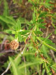 Image result for Spermacoce verticillata