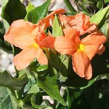 Image result for Crossandra infundibuliformis