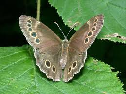 Image result for Lopinga achine