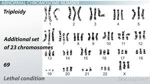 Karyotype Definition Disorders Analysis Video Lesson