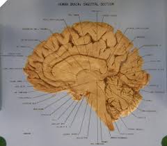 General somatosensory nuclei or trigeminal nuclei. The Brain Sagittal Section Brain Anatomy And Function Human Brain Anatomy Human Brain Diagram