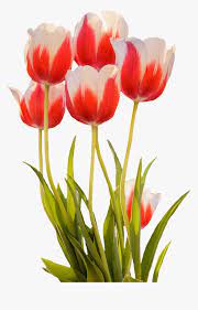 Berikut adalah gambar bunga tulip untuk diwarnai. Gambar Bunga Tulip Mekar Hd Png Download Kindpng