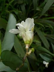Image result for Hypselodelphys scandens