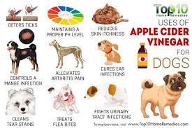 Top 10 Uses Of Apple Cider Vinegar For Dogs Top 10 Home Remedies Apple Cider Vinegar Remedies Apple Cider Vinegar Dogs Apple Cider Vinegar Benefits