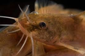 Image result for Platostoma montanum