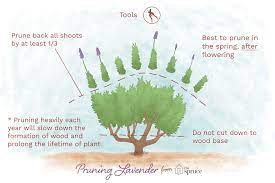 When you're pruning woody lavender plants, it's also a good idea not to prune all of the plant at the same time. How To Prune Lavender Plants