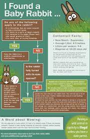 What Should You Do If You Find A Baby Rabbit Den Herder Vet Wild Baby Rabbits Bunny Care Baby Bunnies
