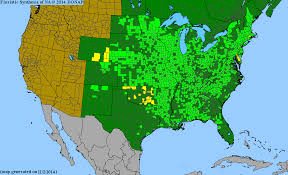 Image result for Scleria globonux