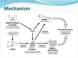 Osteoporosis Pathogenesis Diagnosis Management And Prevention