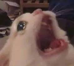 Meme Mexicano En 2020 Memes Memes Divertidos Memes Blackpink