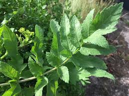 Check spelling or type a new query. Giant 6 Foot Tall Weed Please Can You Help Identify Bbc Gardeners World Magazine