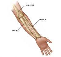 Ulna is a see also of radius. How To Differentiate The Ulna And The Radius Bones In A Bone Diagram Quora
