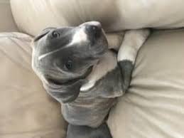 We are blue nose pitbull breeders who offer a 2 year health guarantee on all of our baby pitbulls for sale. Blue Nose Pitbull Puppies For Free How To Get For Free