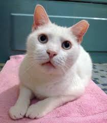 They are a national organization to promote tnr (trap, neuter, release) programs for feral cats. Neighborhood Cats How To Tnr Eartipping