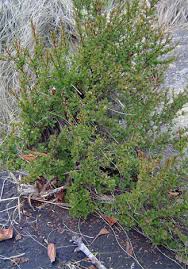 Image result for Myrothamnus flabellifolius