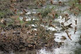 Image result for Eriochloa macclounii