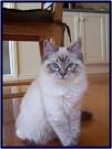 Ragdoll Breed Characteristics and Information | IamCasper