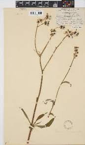 Image result for Sonchus schweinfurthii