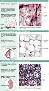 Connective Tissues Loose Loose Connective Tissue Anatomy And Physiology Textbook Tissue Types