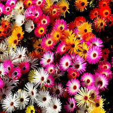 Check spelling or type a new query. Ice Plant Seeds Livingstone Daisy Ice Plant Ground Cover Seed Ice Plant Plants Ice Plant Ground Cover