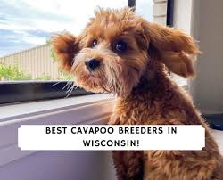 We did not find results for: 4 Best Cavapoo Breeders In Wisconsin 2021 We Love Doodles