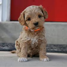First bred in 1969 between a golden retriever and a miniature poodle, the mini goldendoodle was originally bred as a hypoallergenic guide dog. Goldendoodle Breeders Puppies For Sale In California