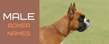 100 Rough And Tough Boxer Dog Names Pethelpful
