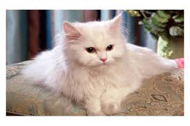 تفاعل رواد مواقع التواصل الاجتماعي بشكل عاطفي مع ردة فعل قطة أم تجاه مولودها المريض. Ø¥ØµØ§Ø¨Ø© Ù‚Ø·Ø© Ø¨ÙÙŠØ±ÙˆØ³ ÙƒÙˆØ±ÙˆÙ†Ø§ ÙÙŠ Ø¥Ù†Ø¬Ù„ØªØ±Ø§