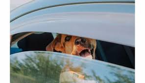 Jessie hirst leak greeted by a delightful Korean lady in a