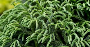 Image result for Tephrosia nana