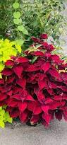 Image result for Coleus maculosus
