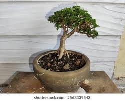 Image result for Premna senensis
